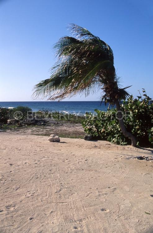 Cayman Island;Island;sand;sky;water;palm tree